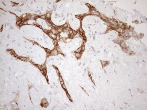 Monoclonal Mouse anti-Human CPM / Carboxypeptidase M Antibody (clone OTI7C1, aa124-423, IHC, WB)