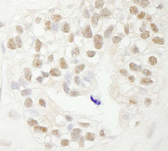 FBXW7 / FBW7 Antibody (aa50-100)