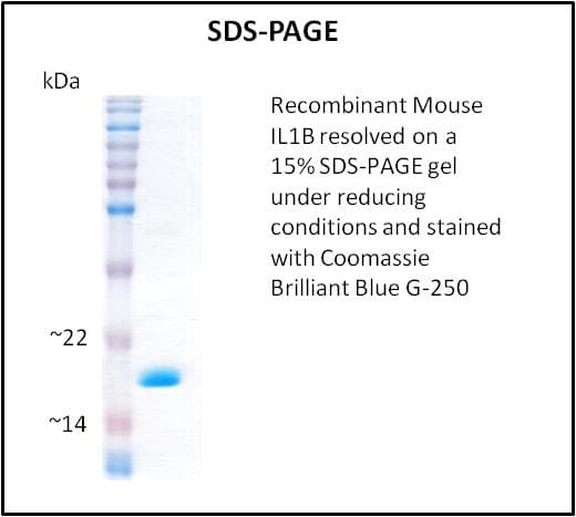 Mouse IL-1B / IL-1 Beta Protein (Recombinant)