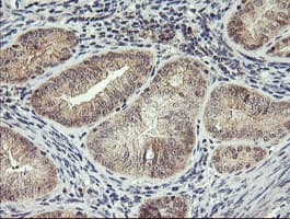 RFXANK Antibody (clone OTI3E7, Carrier-free)