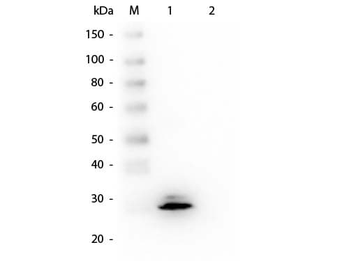 GSTO1 Antibody (clone 14A9.F6)
