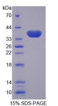 Pig GAL4 / Galectin 4 Protein (Recombinant His-T7)
