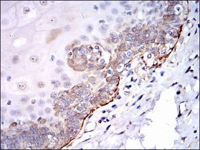 SRC Antibody (clone 1F11)