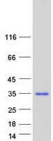 Human C7orf46 Protein (Recombinant Myc-DDK (Flag))