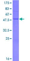 Human WARS2 Protein (Recombinant GST)