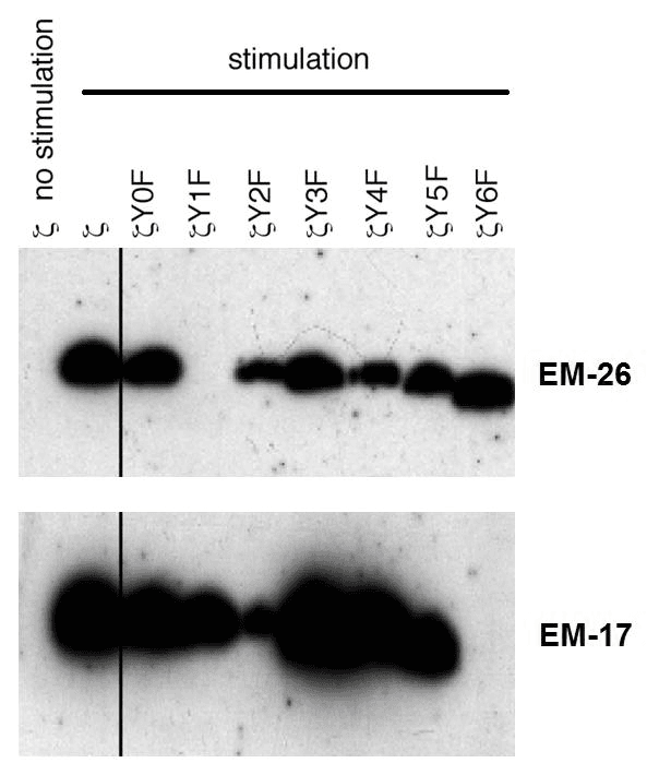 CD247 / CD3 Zeta Antibody (phospho-Tyr153, clone EM-17)