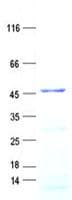 Human FOLH1B Protein (Recombinant His, N-Terminal)