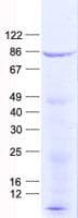 Human SYTL4 / Granuphilin Protein (Recombinant His, N-Terminal)