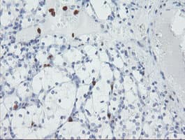 USP36 Antibody (clone OTI7G3)