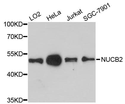 NUCB2 / Nucleobindin 2 Antibody