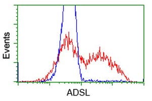 ADSL / Adenylosuccinate Lyase Antibody (clone OTI2D10)