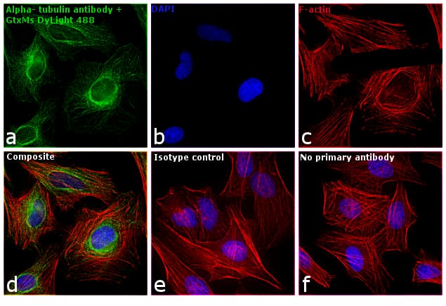 Goat Anti-Mouse IgG Secondary Antibody (DY488)
