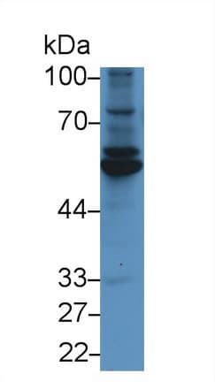 Fibulin-3 / EFEMP1 Antibody (aa258-493, PE)