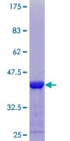 Human CARD17 / INCA Protein (Recombinant GST)