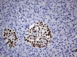 PAX5 Antibody (clone OTI3A7)