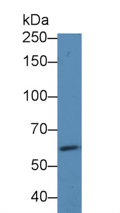ERBB2 / HER2 Antibody (APC)