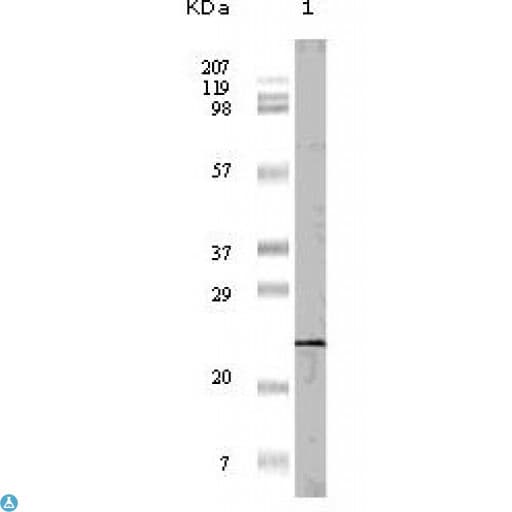 EIF4EBP1 / 4EBP1 Antibody