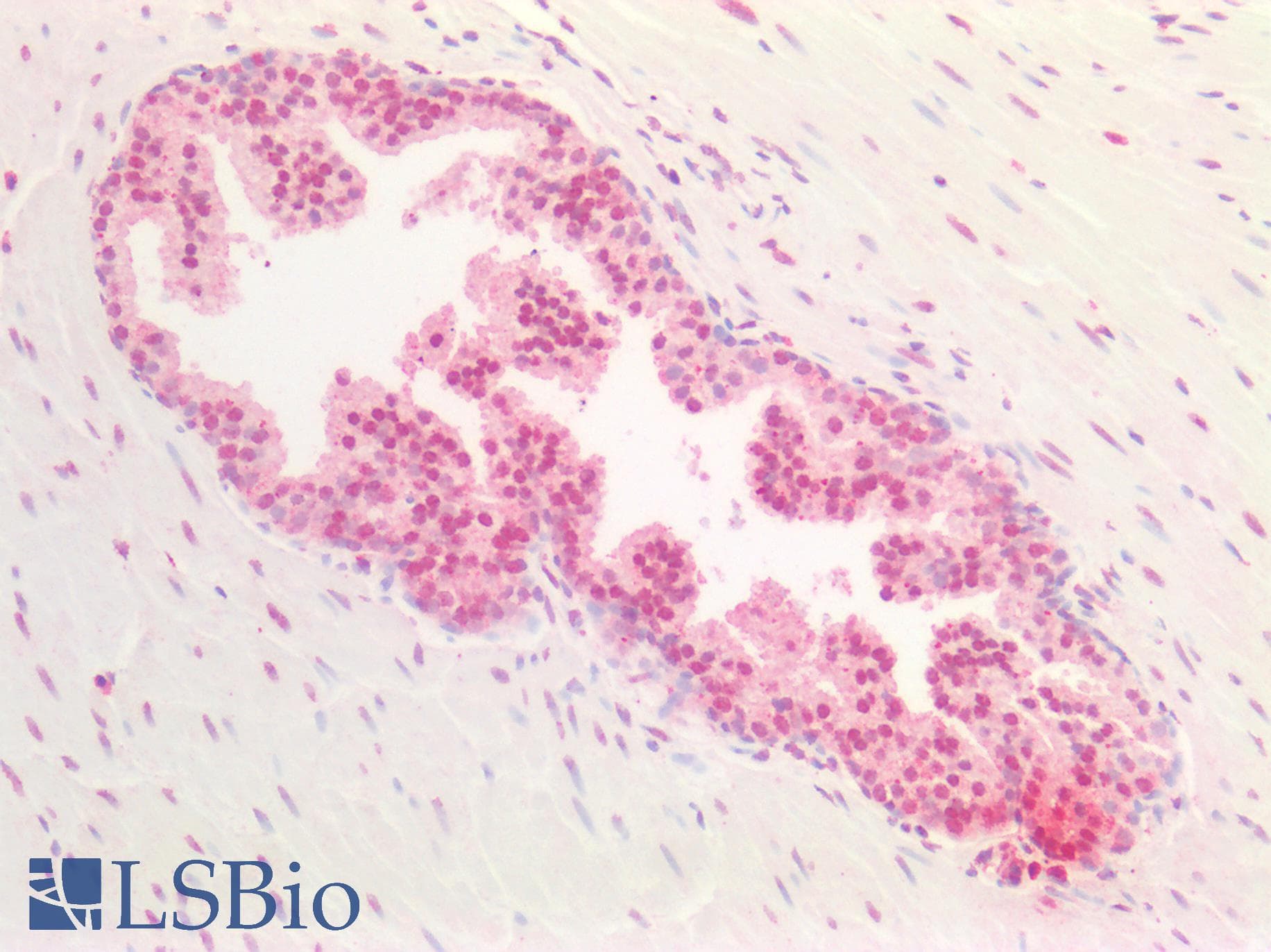 IHC-plus™ SOX9 Antibody (aa5-18)