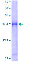 Human BTG4 Protein (Recombinant GST)