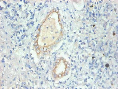 FABP3 / H-FABP Antibody