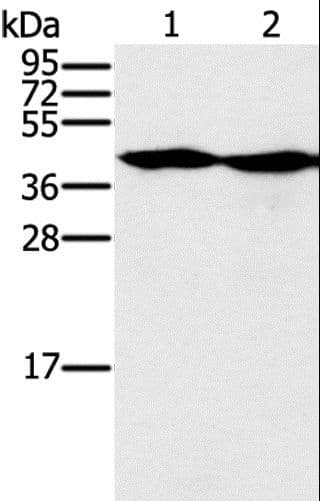 MORF4L1 / MRG15 Antibody