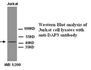 DAP3 Antibody