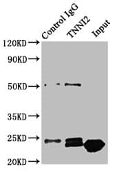TNNI2 Antibody