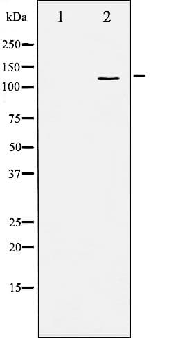 BRAF / B-Raf Antibody (phospho-Ser446)