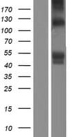 SIGLEC6 Protein (Over-Expression Lysate Myc-DDK (Flag))