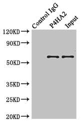 P4HA2 Antibody (aa236-535)