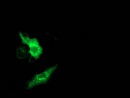 MMAB Antibody (clone OTI4D12)