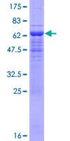 Human EIF3I / EIF3S2 Protein (Recombinant GST)