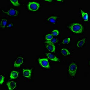 PODXL / Podocalyxin Antibody (clone 4D2G7)