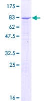 Human IGHG3 Protein (Recombinant GST)