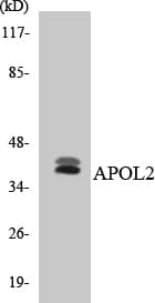 APOL2 / Apolipoprotein L 2 Antibody (aa180-229)