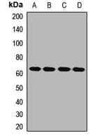 TEC Antibody