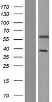 UAP1L1 Protein (Over-Expression Lysate Myc-DDK (Flag))
