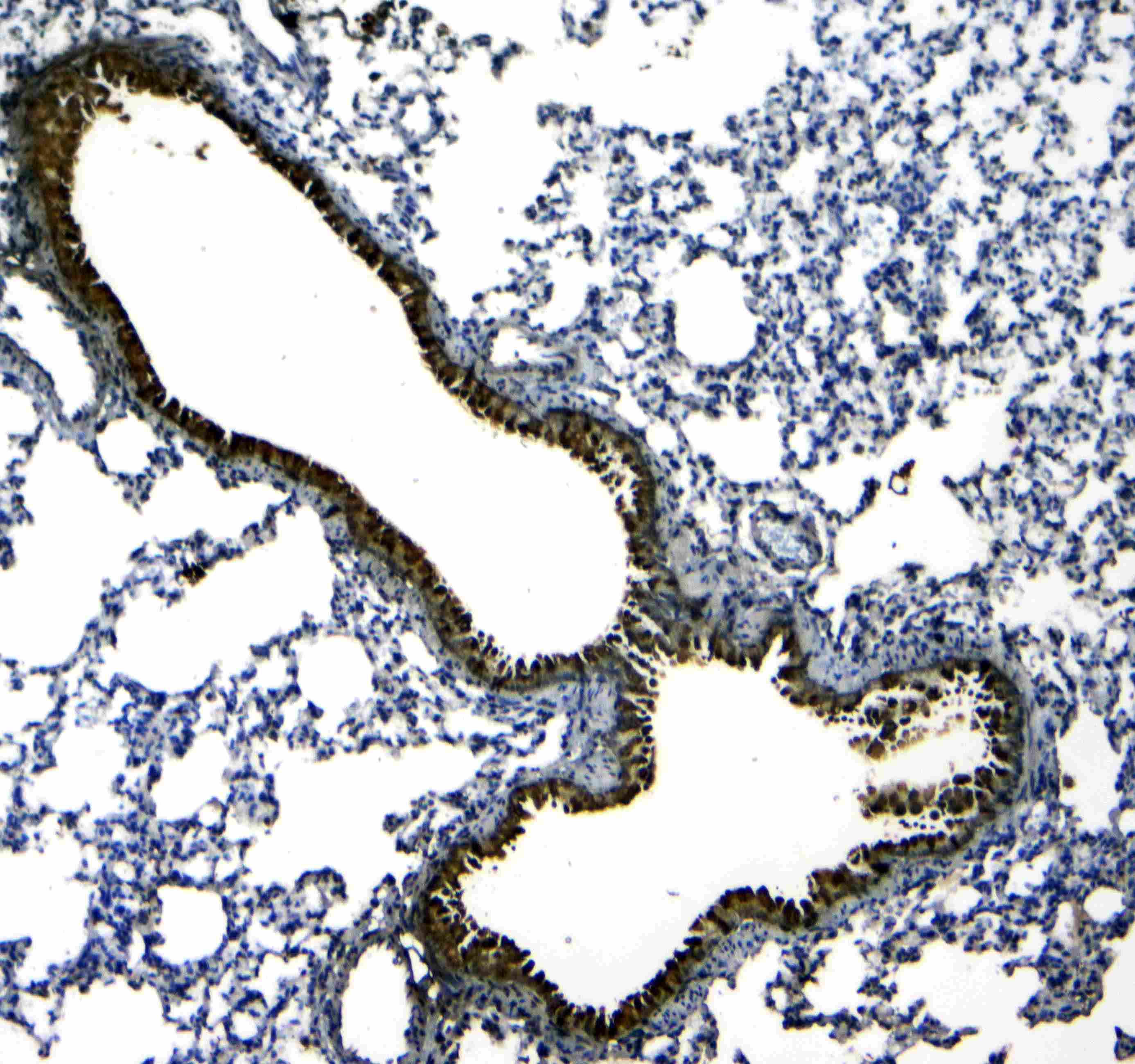 Polyclonal Rabbit anti-Mouse SCGB1A1 / Uteroglobin Antibody (IHC, WB)