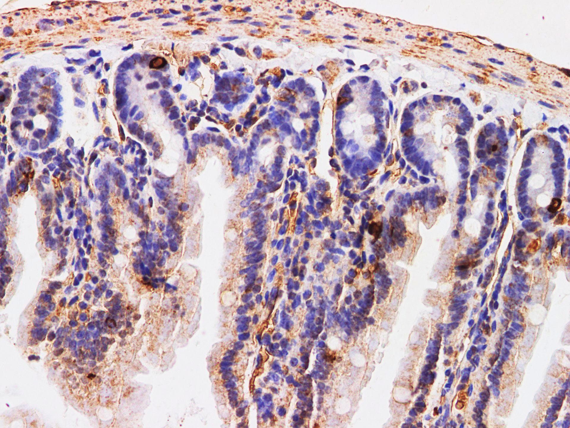 CHGA / Chromogranin A Antibody