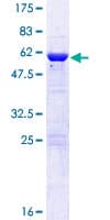 Human Vps60 / CHMP5 Protein (Recombinant GST)