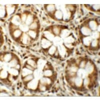 Polyclonal Rabbit anti-Human SLAMF1 / SLAM / CD150 Antibody (IHC, IF, WB)