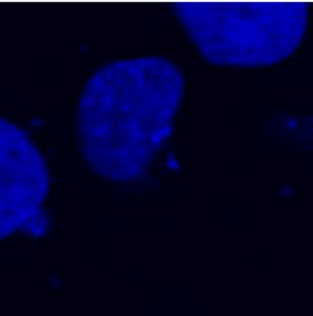 Monoclonal Mouse DDDDK Tag Antibody (clone F-tag-01, WB)