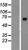 KCNQ1 / KVLQT1 Protein (Over-Expression Lysate Myc-DDK (Flag))