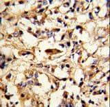 DFNA5 Antibody (aa59-87)