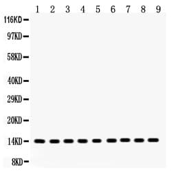 Polyclonal Rabbit anti-Human CYCS / Cytochrome c Antibody (aa2-105, IHC, WB)