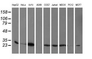 Monoclonal Mouse anti-Human PGAM2 Antibody (clone OTI4B12, IF, WB)
