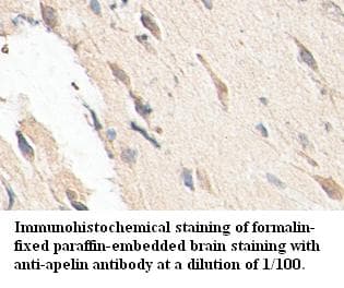 Apelin Antibody