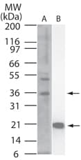 IL-33 Antibody (aa112-270, clone 6H617)