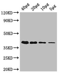 RBKS / Ribokinase Antibody (HRP)