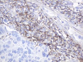 CD99 Antibody (clone OTI5C8)